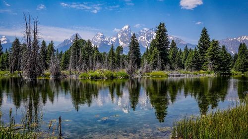 Panoramic view of lake by trees in forest against sky