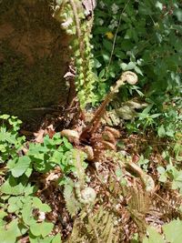 High angle view of insect on plant