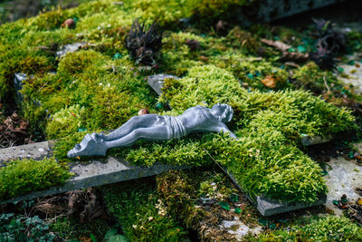 Animal relaxing on rock by sea