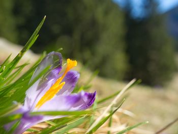 Close-up of purple crocus flower