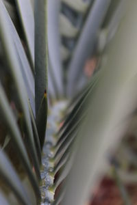 Close-up of plant against blurred background