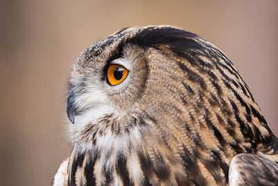 A portrait of a eurasian eagle owl