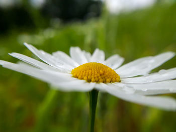 Close-up of white flower