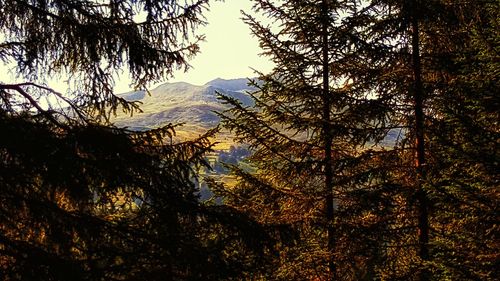 Trees in forest against sky