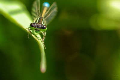 Close-up of damselfly on plant