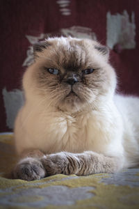 Close-up portrait of a cat