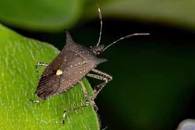 Close-up of butterfly on leaf