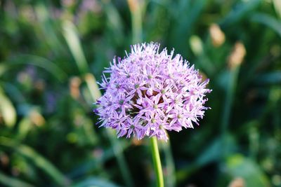 Close-up of purple flowering plant