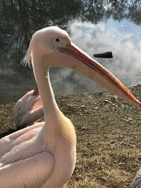 Close-up of swan by lake