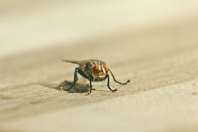 Close-up of insect on wall