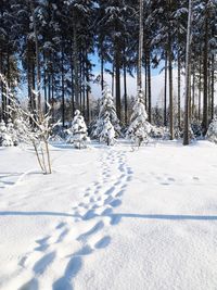 Trees on snow covered field in forest