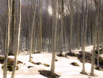 Snow covered trees on field in forest