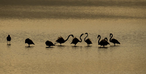 Flock of birds in the lake