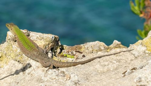 Close-up of lizard on rock