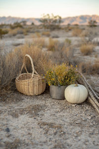 White pumpkin, wildflowers, dried cactus, basket in mojave desert earth autumn colors