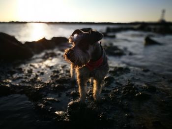 Dog at beach against sky during sunset