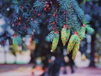 Close-up of christmas tree