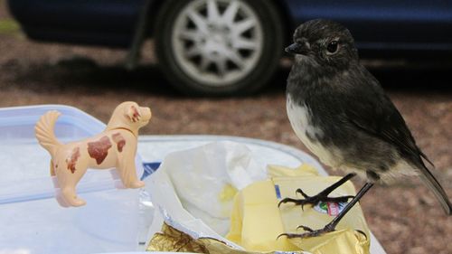 Close-up of birds on table