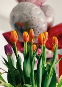 Close-up of multi colored tulips