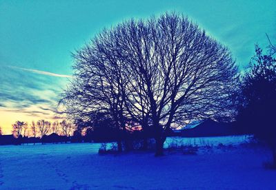 Bare trees against blue sky