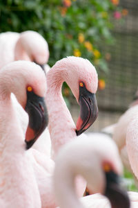 Close-up of bird