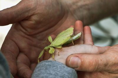 Close-up of hand holding insect