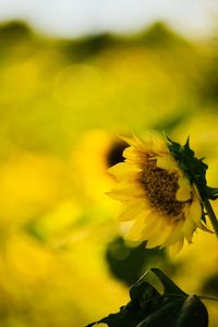 Close-up of yellow flower on field