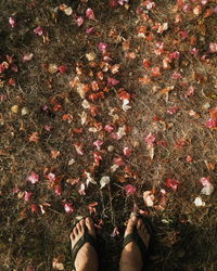 Low section of man standing on fallen flower petals