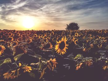 Scenic view of sunflower field against sky at sunset