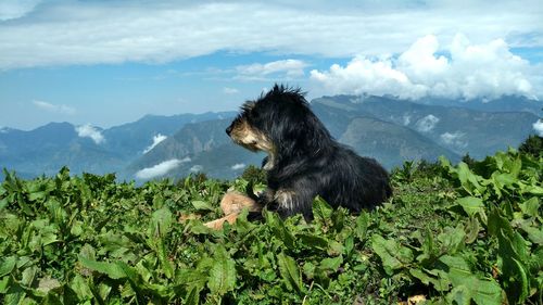 Dog on mountain against sky