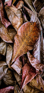 Full frame shot of dried autumn leaves
