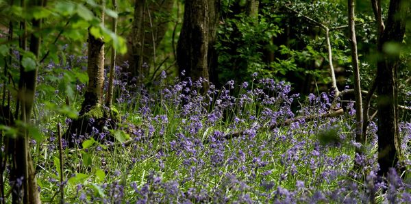 Purple flowers growing on tree