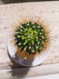 Close-up of cactus flower pot