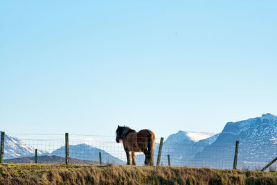 Horse standing on field against clear blue sky