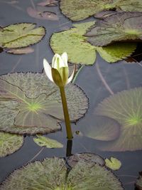 High angle view of lotus water lily in pond