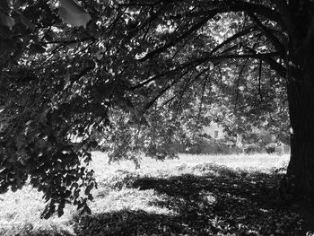 Trees in forest