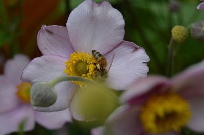 Close-up of honey bee on white flower