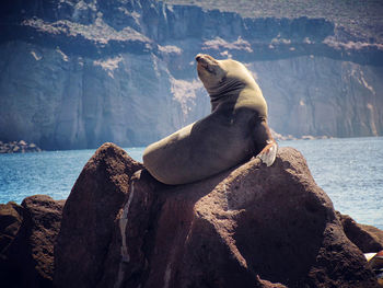 Sea lion in baja california 