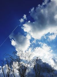 Low angle view of trees and plants against sky