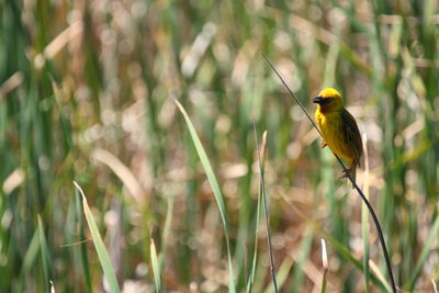 Bird perching on a land