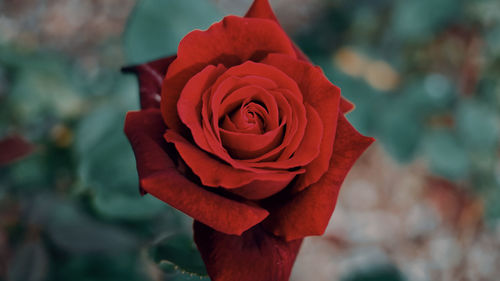 Close-up of red rose against blurred background