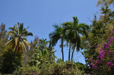 Palm trees against clear blue sky