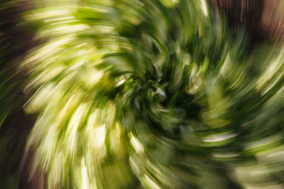 Full frame shot of plants
