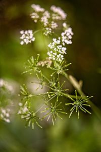 Close-up of white flowering plant