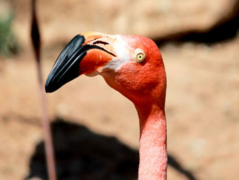 Close-up of flamingo