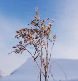 Flowering plant against sky during winter