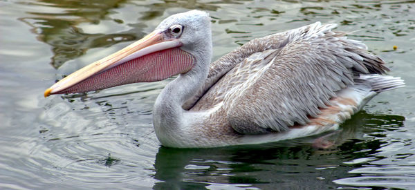 Close-up of duck swimming in lake