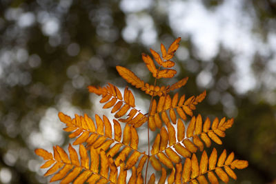 Close-up of fresh leaves against blurred background