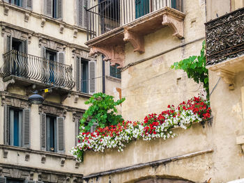 Low angle view of ivy growing on building