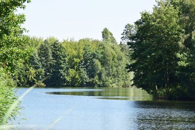 Scenic view of lake in forest against clear sky